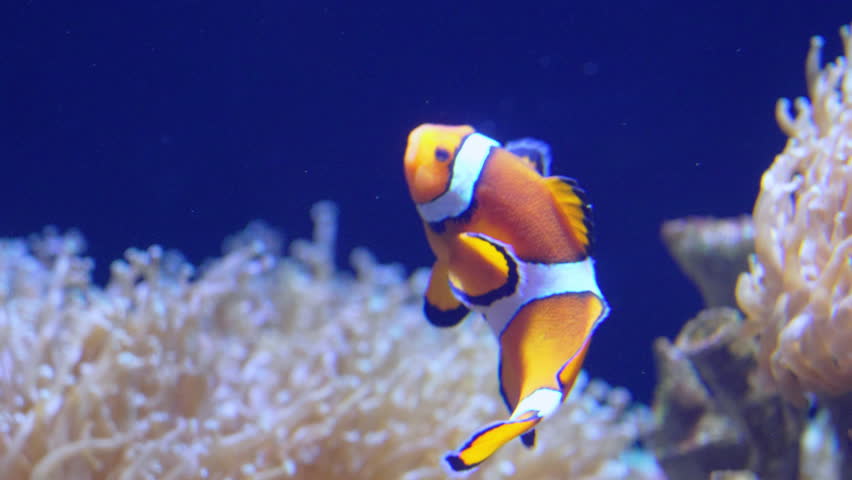 Colorful clownfish swims gracefully in reef habitat of a vibrant underwater ecosystem