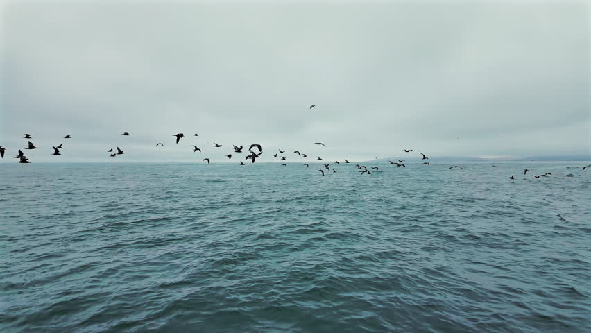 A flock of birds flying low near the Ballestas Islands in Peru.