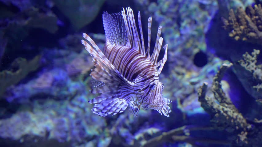 Colorful lionfish swimming gracefully in a vibrant coral reef habitat