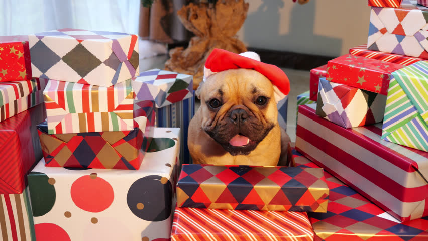 Adorable french bulldog puppy wearing tiny Santa Claus hat peeking out from behind a pile of colorful Christmas gifts, creating a heartwarming festive scene. Or this cute friend just guarding presents