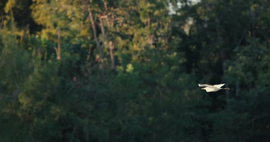 White Egret bird soaring over lush green forest canopy