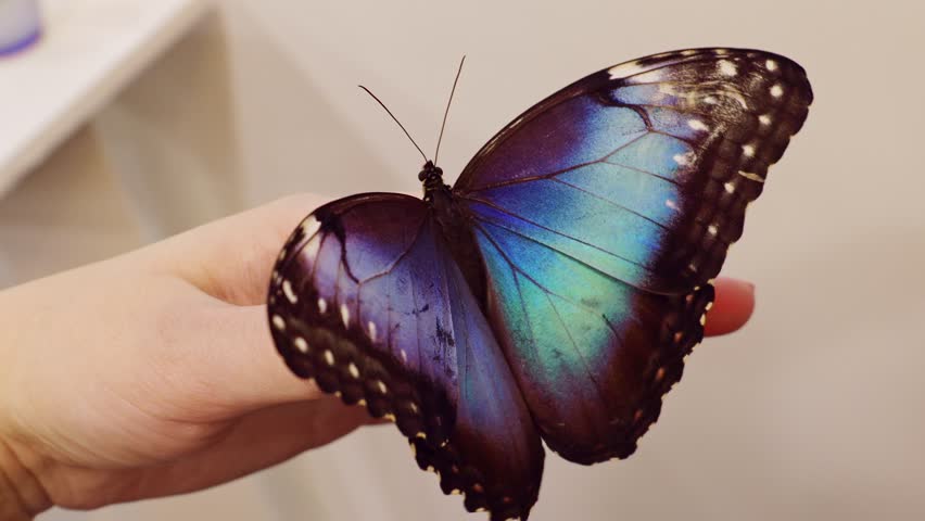 Brown and blue Morpho Peleides butterfly sitting on female hand opening wings close up