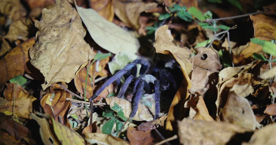Tarantula hiding among dry fallen leaves outdoors.