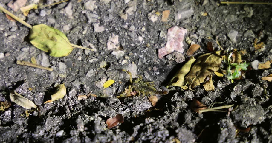 Scorpion camouflaged on rocky ground with scattered leaves.