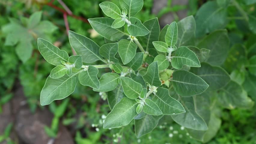 Ashwagandha plant or withania somnifera plant is ayurvedic medical plant close up