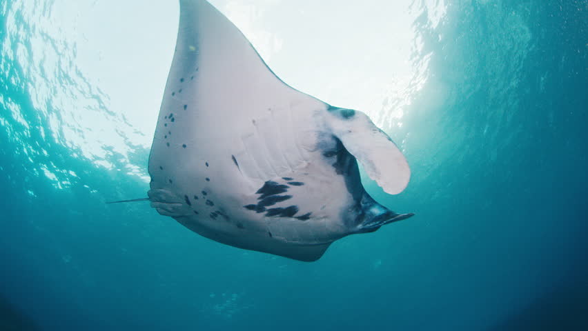 The giant oceanic manta ray, giant manta ray or oceanic manta ray, Mobula birostris swims in the ocean