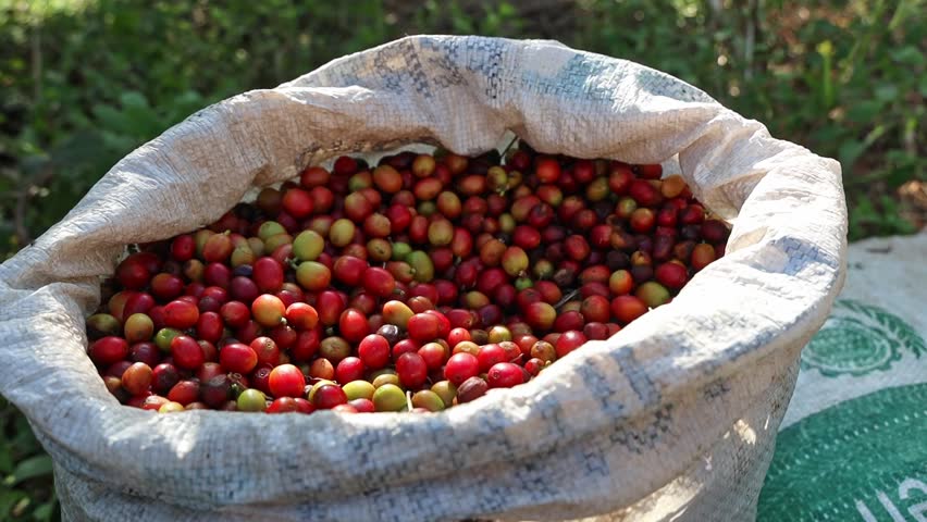 A closeup shot of a pile of freshly picked raw coffee beans in a big plastic bag in a coffee farm in Puerto Rico
