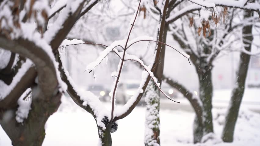 Snowy trees branches on background of road with moving cars in snowfall in winter. Urban cityscape with snowstorm. Weather concept