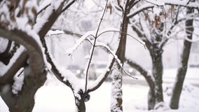 Snowy trees branches on background of road with moving cars in snowfall in winter. Urban cityscape with snowstorm. Weather concept - Powered by Shutterstock - Get 15% off with code: PIKWIZARD15