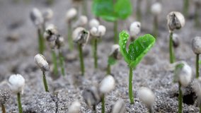 A closeup footage of the coffee plants sprouting in a fertilized soil in a coffee farm in Puerto Rico, with blurred background - Powered by Shutterstock - Get 15% off with code: PIKWIZARD15