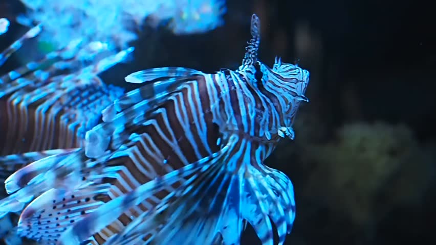 A beautiful lionfish swims in the zoo aquarium.