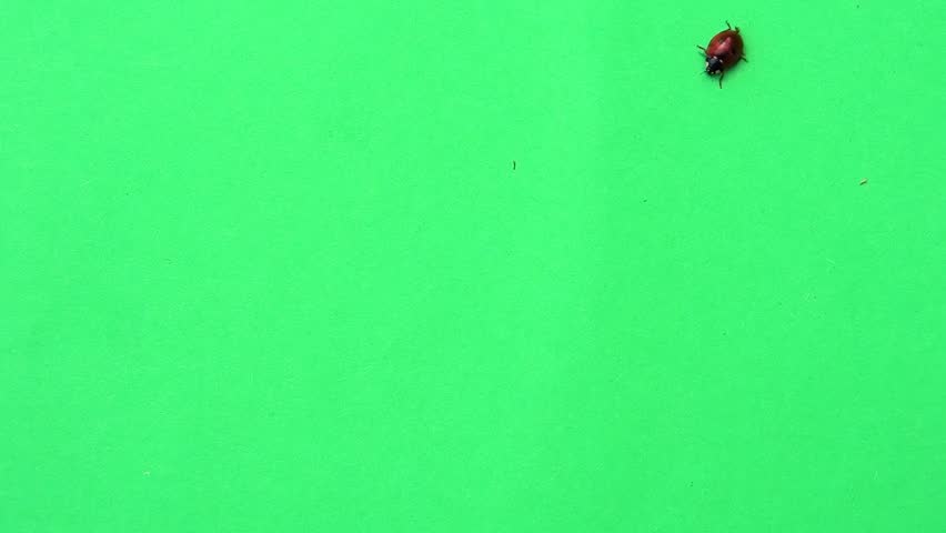 ladybug moving on green screen slow motion