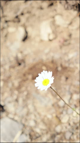 small flower with white petals and a yellow core, chamomile. travel through mountains and wild places. hiking, tourist. 4k footage, high quality, live camera