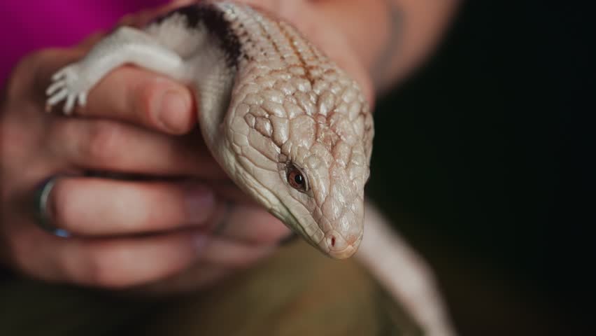 Blue-Tongued Skink in Human Hands