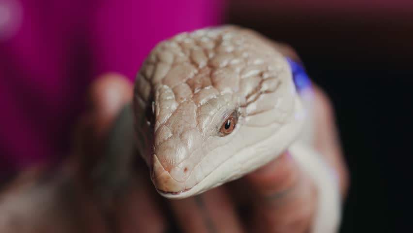 Blue-Tongued Skink in Human Hands