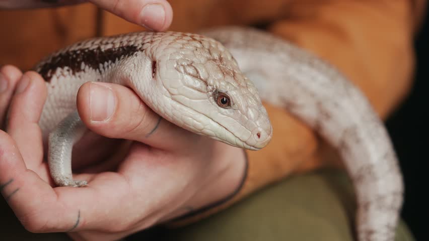Blue-Tongued Skink in Human Hands