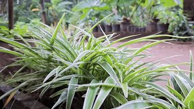Beautiful Spider Plant (Chlorophytum Comosum) Moving Gently in the Wind – High-Resolution Close-Up Video Capturing Nature’s Serenity, Ideal for Backgrounds and Organic Concepts - Powered by Shutterstock - Get 15% off with code: PIKWIZARD15