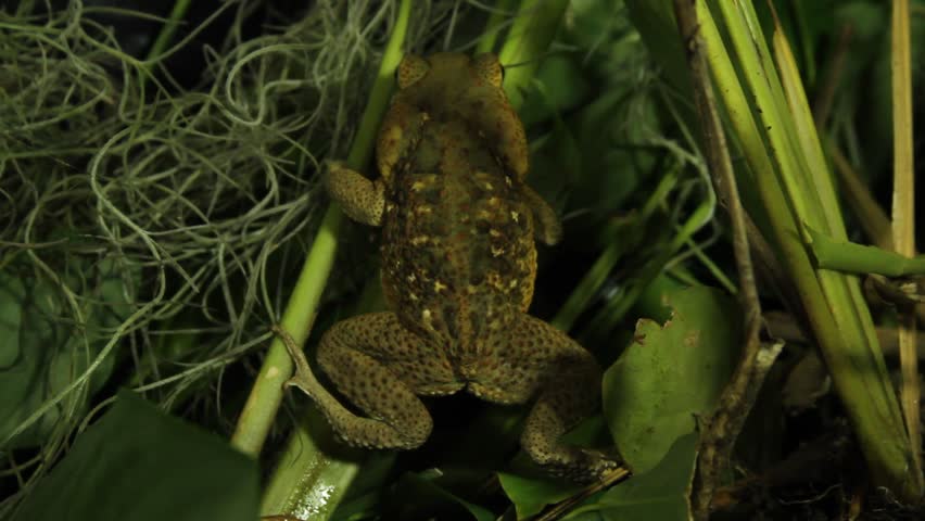 The cane toad (Rhinella marina), also known as the giant neotropical toad or marine toad, is a large, terrestrial true toad native to South and mainland Central America