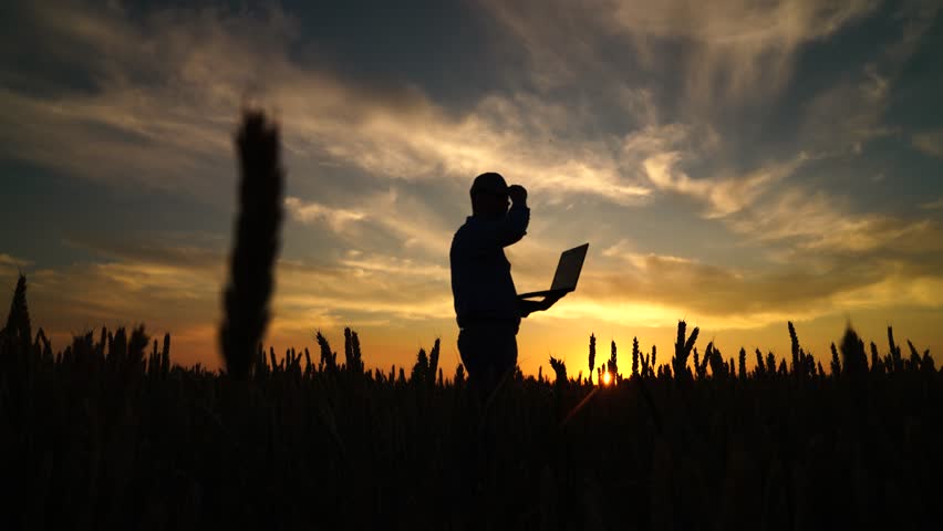 Businessman farmer with laptop is working in wheat field, assessing, checking grain harvest. Farmer man is working at her computer at sunset. Agronomist man works. Concept of agricultural business