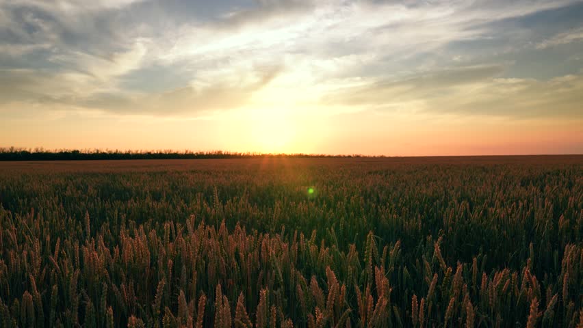 Wheat field ripens at sunset. Ears of golden wheat at sunrise. Agricultural industry. Yellow ears of grain in wheat field of summer farm. Agribusiness concepts. Beautiful landscape of wheat field, sun