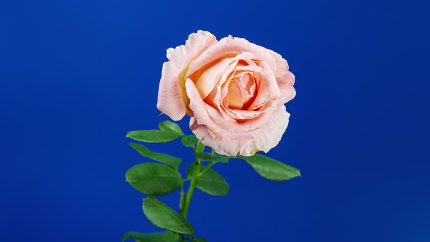 Tender Cream Rose Blooming in Time Lapse. Pink Flower Moving Petals in Fast Motion on a Blue Background and Wilting to Dry Plant
