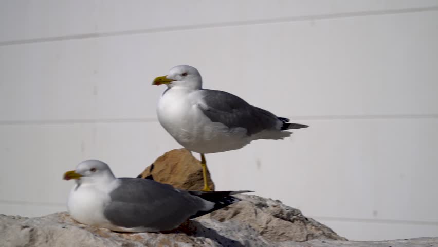 Couple of seagulls in a rock against a white wall