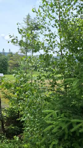 Natural forest and bushes behind a house