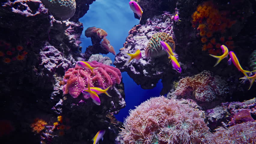 Underwater world. Exotic and colorful fish swimming in aquarium, surrounded by a vibrant underwater environment