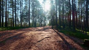 Peaceful forest path surrounded by tall pine trees, illuminated by warm sunlight filtering through the branches on a quiet day - Powered by Shutterstock - Get 15% off with code: PIKWIZARD15