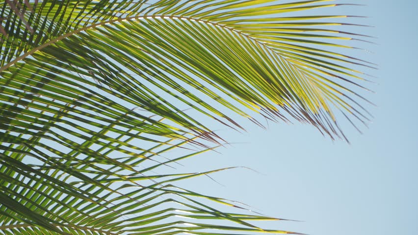 Palm Trees in the sun