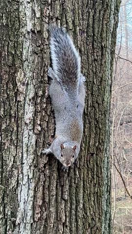 A curious squirrel clings upside down to a tree in Central Park, glancing in multiple directions
