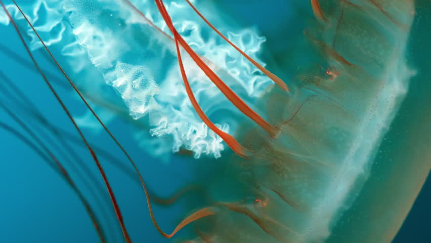 Macro tracking footage, beautiful orange nettle jellyfish, medusa with tentacles