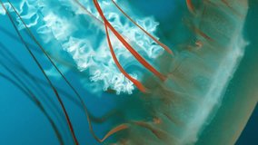 Macro tracking footage, beautiful orange nettle jellyfish, medusa with tentacles - Powered by Shutterstock - Get 15% off with code: PIKWIZARD15