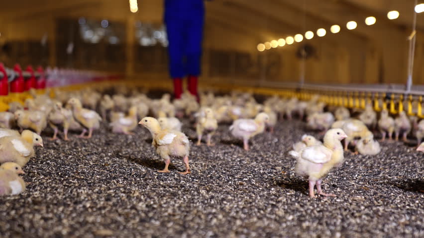 Little chicks with feathered wings walk at the poultry factory. Unrecognized worker in blue uniform and red boots walks at backdrop.