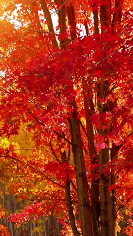 Background of maple trees with colorful autumn leaves blowing in a gentle breeze. Vertical video.