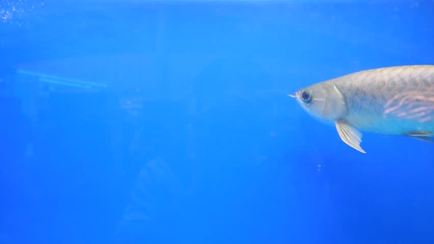 The Asian Arowana fish or Scleropages formosus
