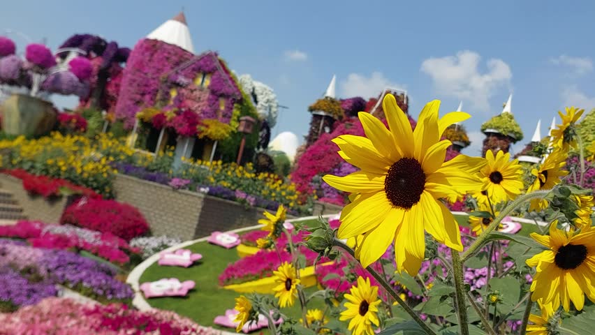 A stunning view of vibrant yellow flowers at Dubai Miracle Garden, with a beautifully designed floral clock in the background. A mesmerizing display of nature and artistic landscaping.