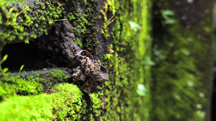 A group of klanceng bees on the move in their hive during the daytime