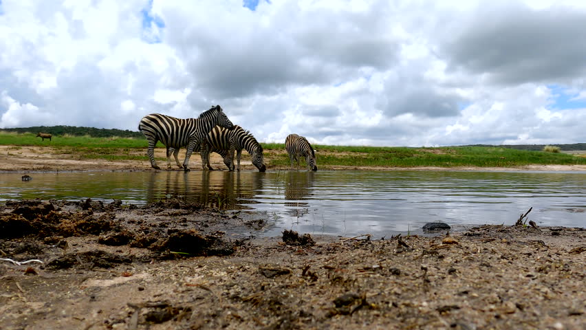 Group of Plains zebras dinking from natural waterhole, low angle POV