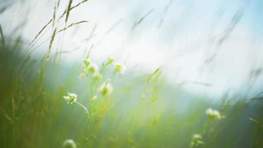 Wild green grass with flowers in the mountains at sunset. Plants swaying in the light wind. Beautiful summer nature background. Selective focus
