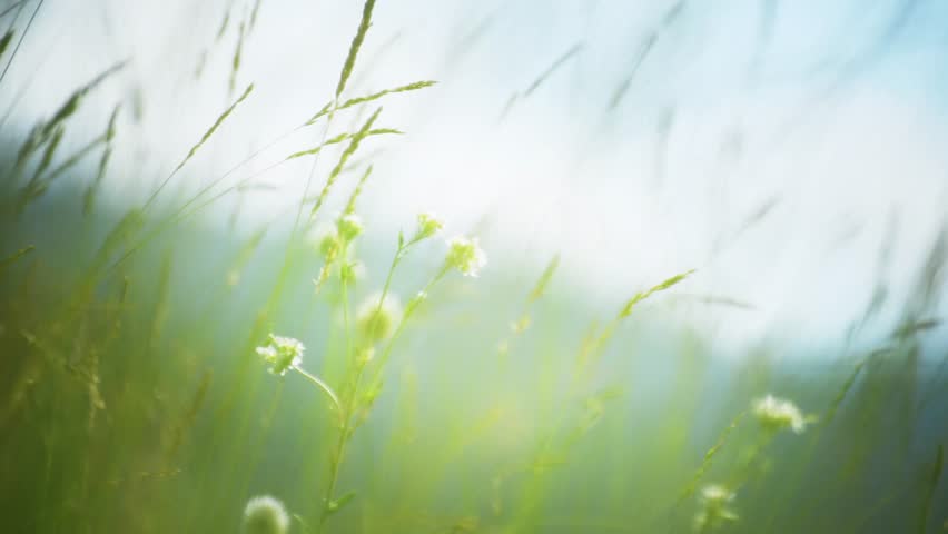 Wild green grass with flowers in the mountains at sunset. Plants swaying in the light wind. Beautiful summer nature background. Selective focus
