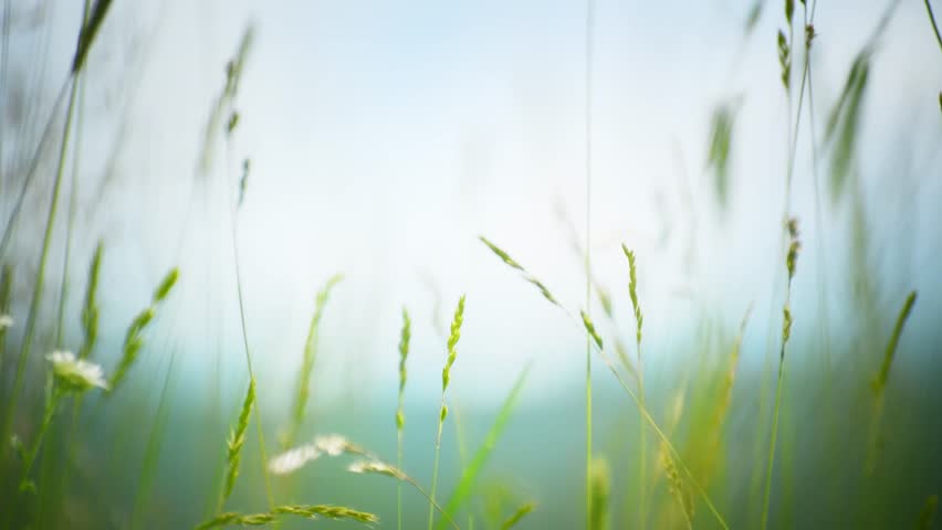 Wild green grass in the mountains at sunset. Plants swaying in the light wind. Abstract summer nature background. Selective focus
