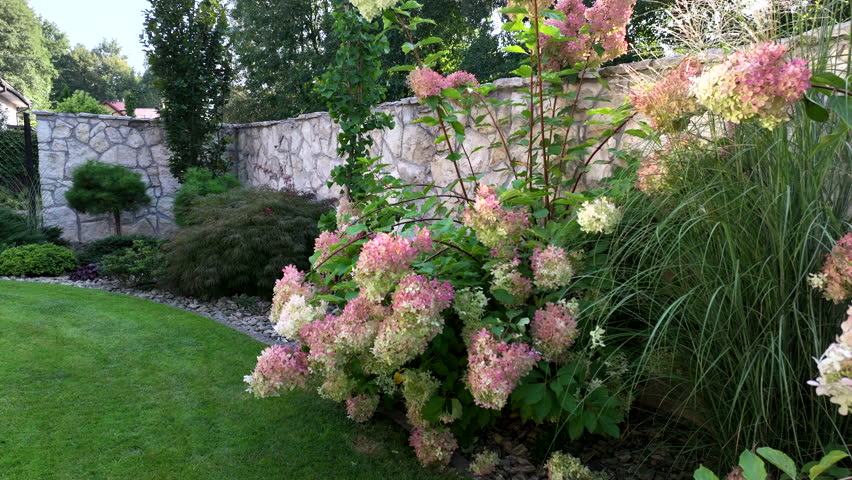 Delight in the lush colors of a vibrant garden filled with blooming hydrangeas and greenery. Located in a serene backyard, this tranquil space captivates with its natural beauty and peaceful ambiance