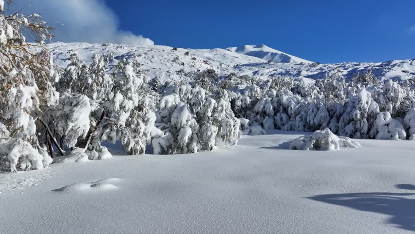 Shot during a snowfall in the tourist area of ​​Etna Sud on the Etna volcano. Snow-covered woods, Piano Vetore, Sapienza Refuge. Frozen cottage. Frozen trees. Snow storm.