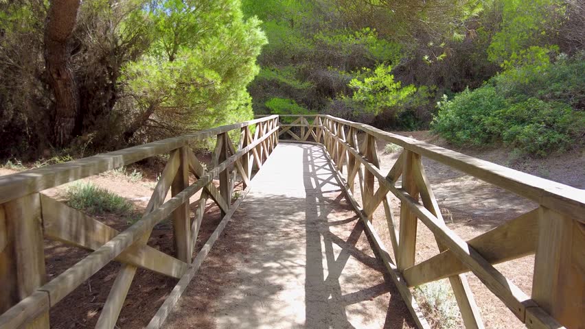 Wooden Pedestrian Bridge in a Beautiful Forest Setting