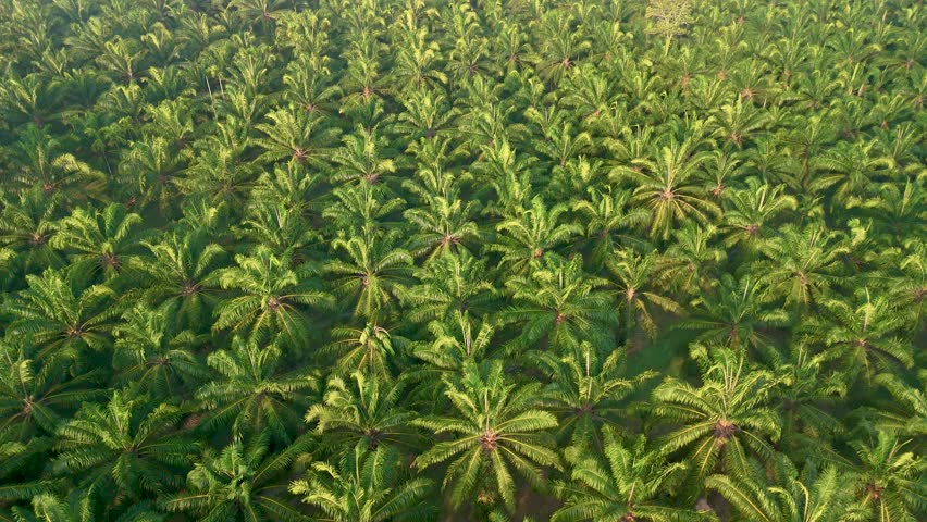 Witness the stunning beauty of palm oil plantation stretching as far as the eye can see in Chumphon Thailand. Natures tranquility envelops this serene environment