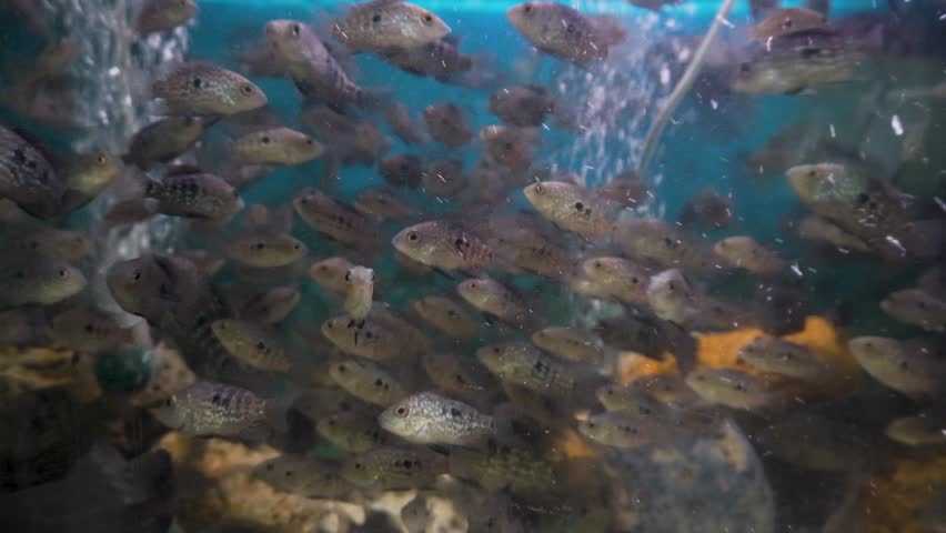 The Texas cichlid at Aquaworld, Dehradun Zoo. A vibrant freshwater fish in a large aquarium. Perfect for wildlife and tourist footage.