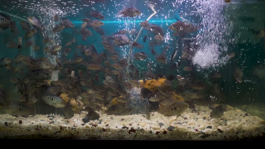 The Texas cichlid at Aquaworld, Dehradun Zoo. A vibrant freshwater fish in a large aquarium. Perfect for wildlife and tourist footage.
