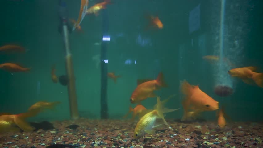 Comet Tailed Goldfish (Carassius auratus) in large aquarium at Dehradun Zoo, Uttarakhand. Tourist attraction with kids park and wildlife conservation.