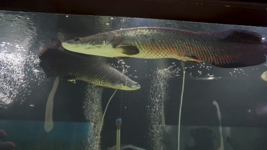 Lungfish (Dipnoi) in large aquarium at Dehradun Zoo, Uttarakhand. Tourist attraction with kids park and wildlife conservation.